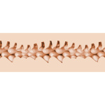 FLESHLIGHT FANTASY – EVIE AKASHIYA VAGINA - Image 3